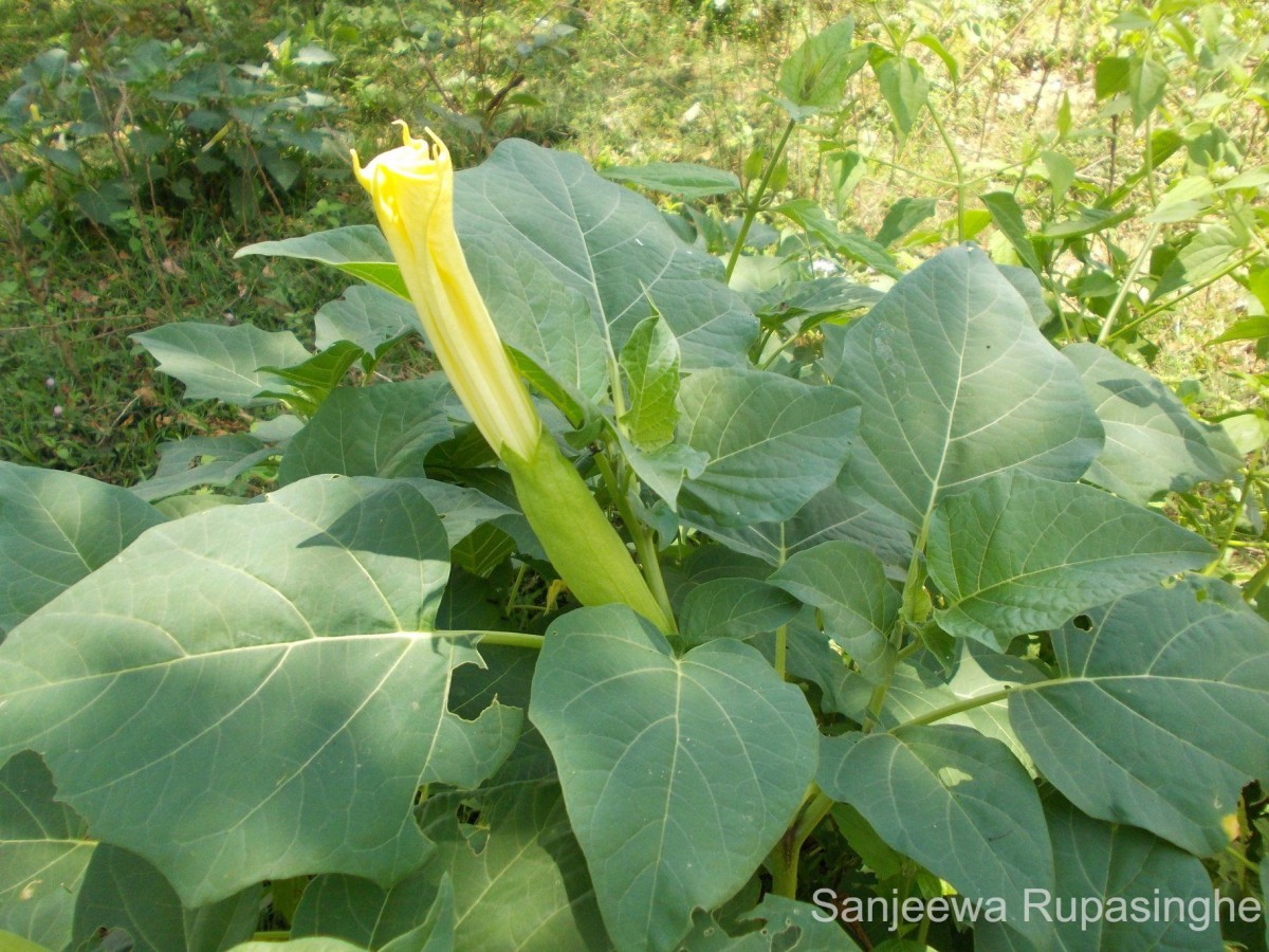 Datura metel L.